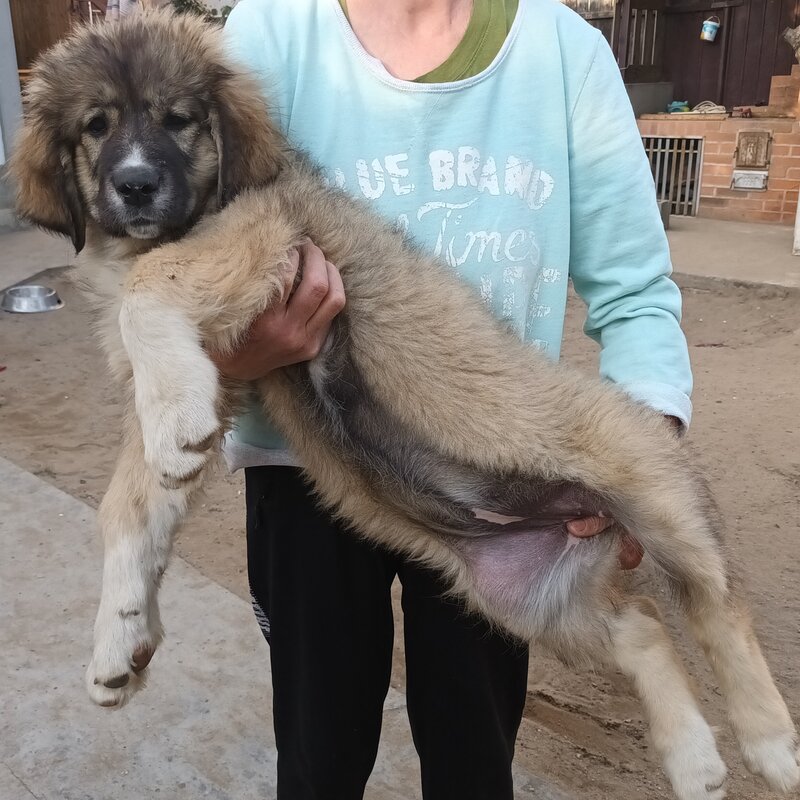 Catelusa rasa ciobanesc