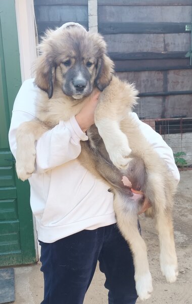 Catelusa rasa ciobanesc