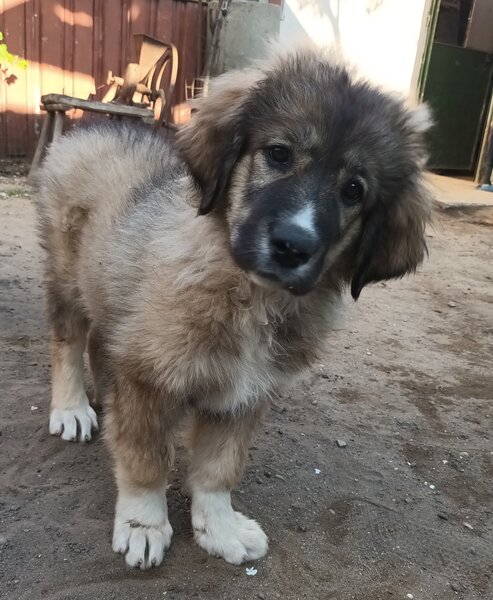 Catelusa rasa ciobanesc