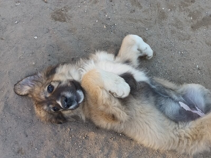 Catelusa rasa ciobanesc