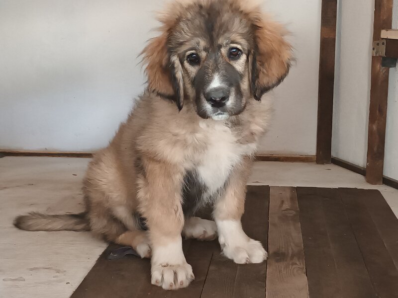 Catelusa rasa ciobanesc