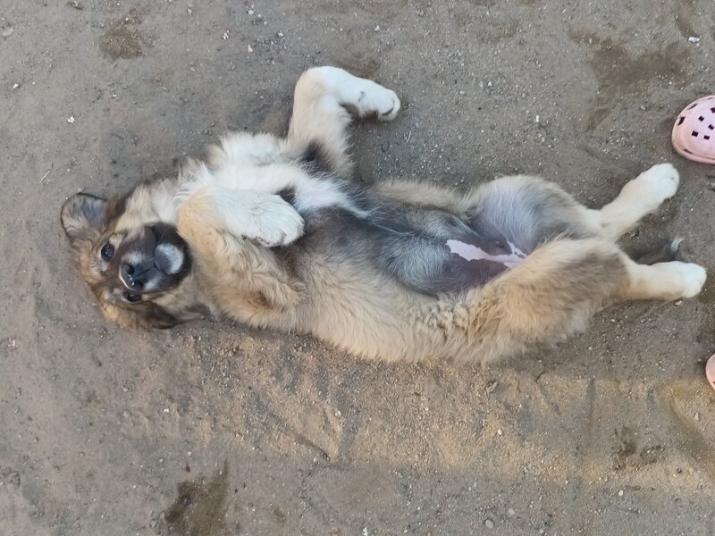 Catelusa rasa ciobanesc